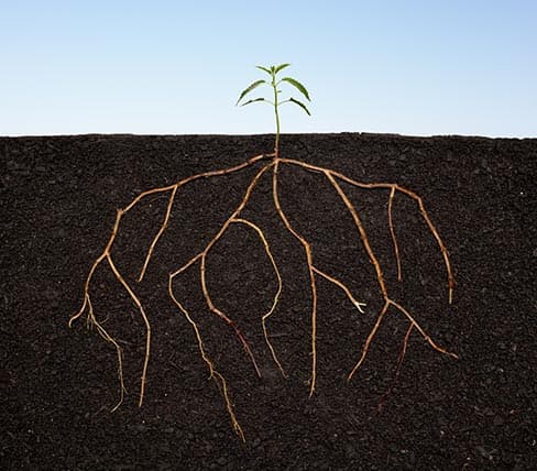 cross section of a growing plant, with roots spread out in the dirt and the sprout above the soil